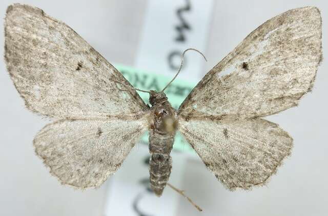 Image de Eupithecia groenblomi Urbahn 1969