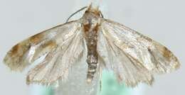 Image of <i>Gynnidomorpha permixtana</i>