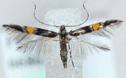 Image of <i>Cosmopterix orichalcea</i>