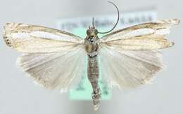 Crambus silvella Hübner (1810) resmi