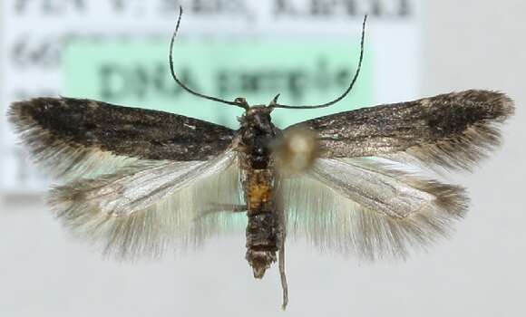 Image of Monochroa elongella Heinemann 1870