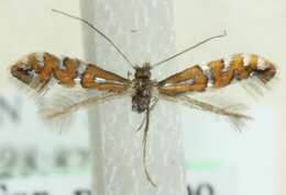 Image of Phyllonorycter nigrescentella (Logan 1851)