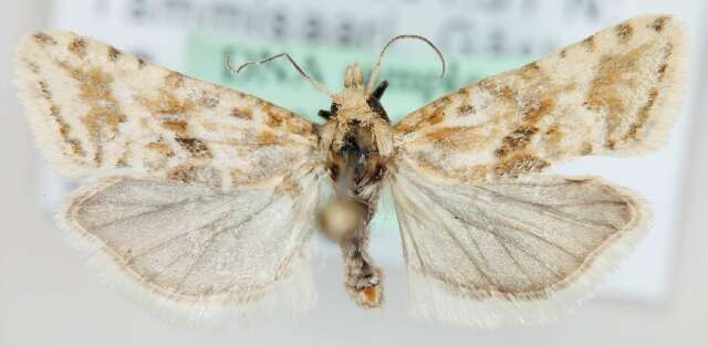 Image of Cochylimorpha alternana Stephens 1828