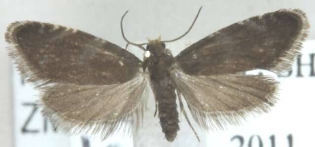 Image of Strophedra weirana Douglas 1850