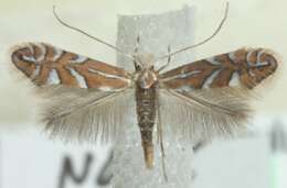 صورة Phyllonorycter lantanella (Schrank 1802)