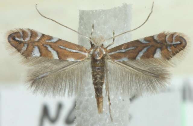 صورة Phyllonorycter lantanella (Schrank 1802)