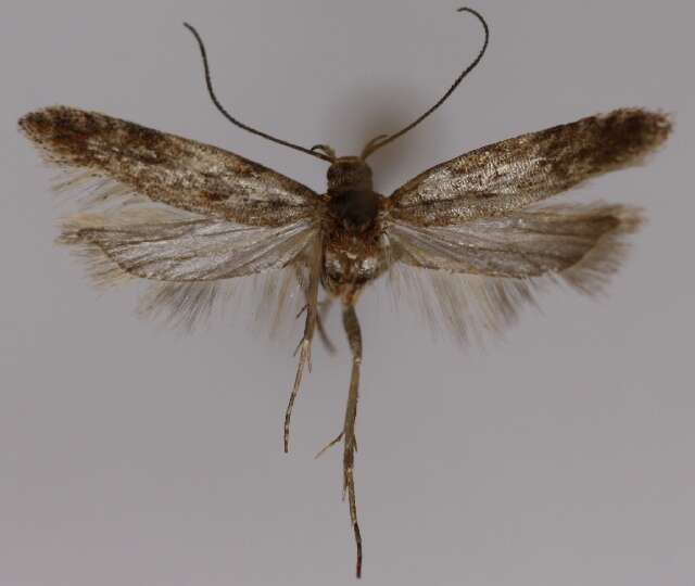 Scrobipalpa salicorniae Hering 1889 resmi