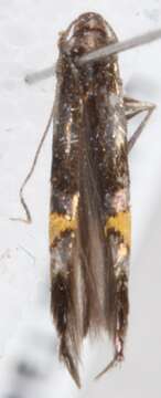 Image of <i>Cosmopterix orichalcea</i>