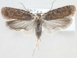 Image of <i>Agonopterix pseudoferulae</i>