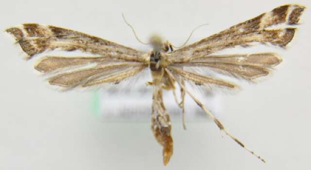 Image of plume moths
