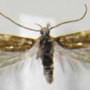 Image of Spiniphallellus chrysotosella Junnilainen 2016