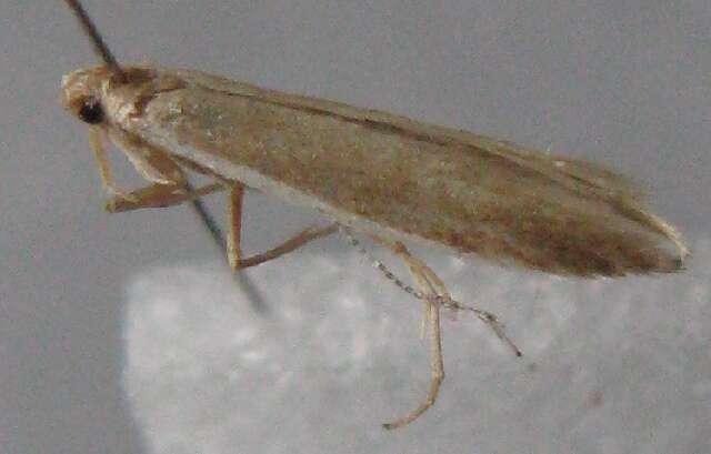 Image of <i>Coleophora nupponeni</i>