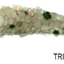 Image of <i>Apatania dalecarlica</i>