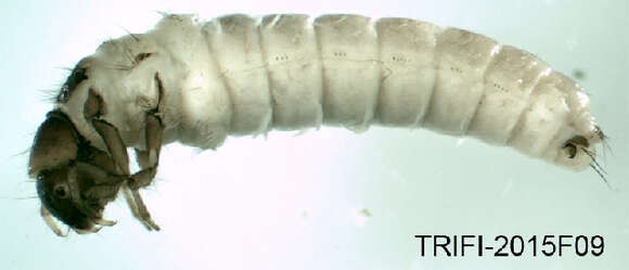 Image of <i>Apatania dalecarlica</i>