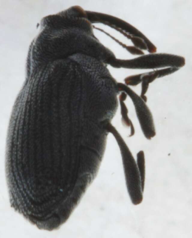 Image of Ceutorhynchus gallorhenanus