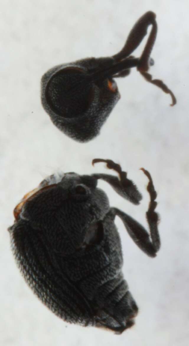 Image of <i>Ceutorhynchus inaffectatus</i>