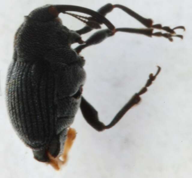Image of <i>Ceutorhynchus inaffectatus</i>