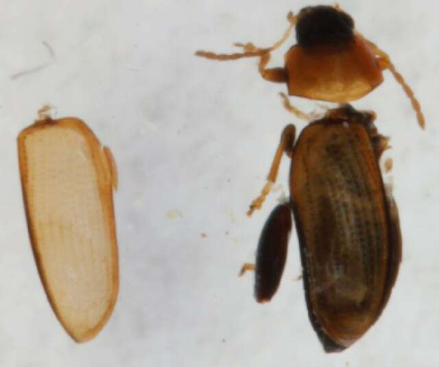 Image of Potato flea beetle