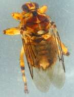 Image of Hippoboscinae