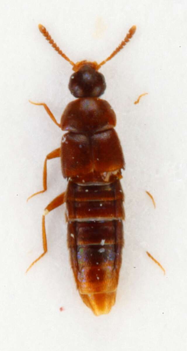 Image of Thiasophila