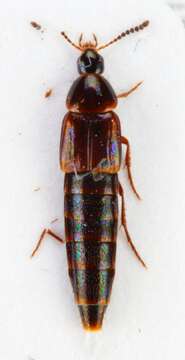 Image of Bryophacis