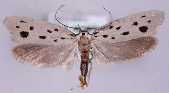 Image of Ethmia dodecea Haworth 1828