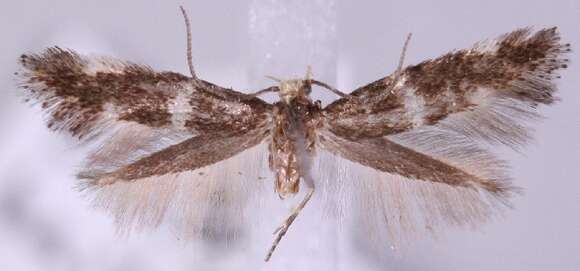 Image of <i>Elachista baikalica</i>