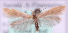 Image of Moth