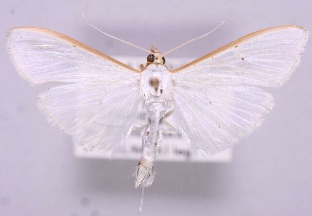 Image of Palpita vitrealis Rossi 1794