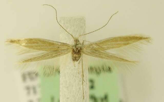 Imagem de Coleophora pyrrhulipennella Zeller 1839