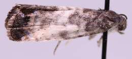 Image of Sallow-shoot Piercer