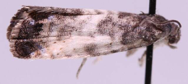 Image of Sallow-shoot Piercer