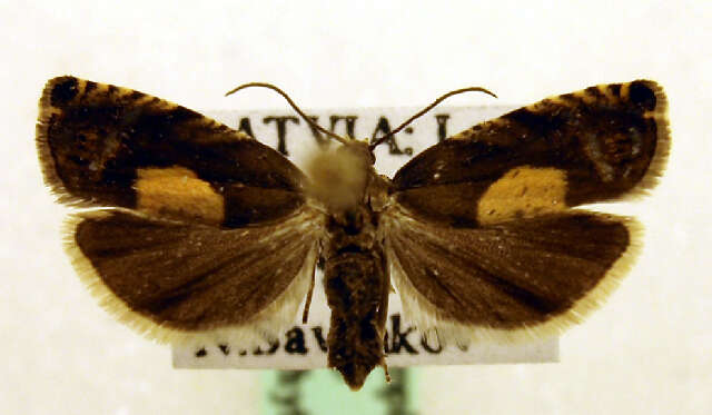 Image of Pammene regiana Zeller 1849