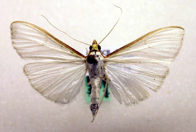 Image of Palpita vitrealis Rossi 1794