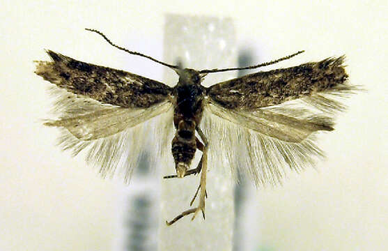 Image of Monochroa rumicetella Hoffmann 1868