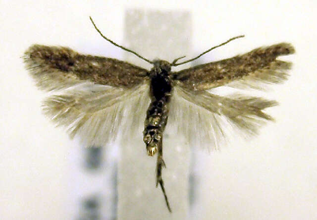 Image of Monochroa rumicetella Hoffmann 1868