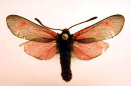 Image of <i>Zygaena minos</i>