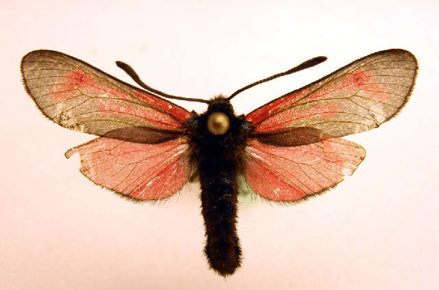 Image of <i>Zygaena minos</i>