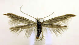 Image of Coleophora conyzae Zeller 1868