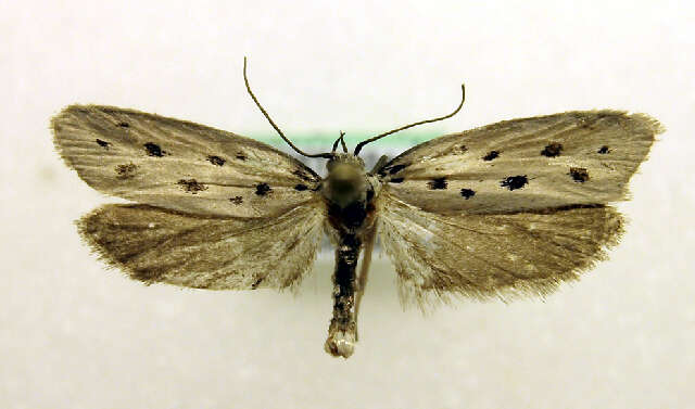 Image of Ethmia dodecea Haworth 1828