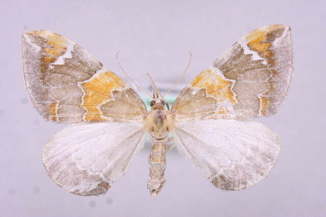 Image of Eulithis pyropata