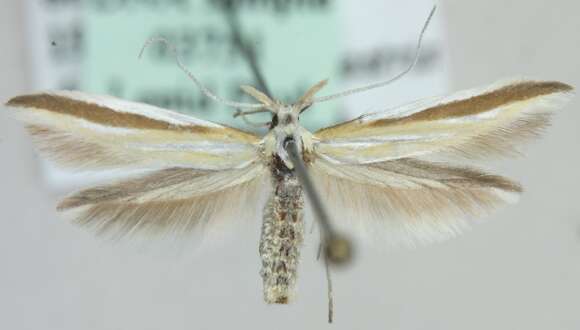 Image of Coleophora caelebipennella Zeller 1839