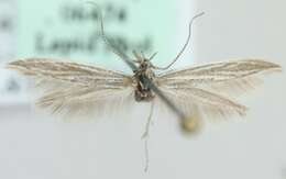 Image of Coleophora amellivora Baldizzone 1979