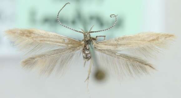 Image of Coleophora caespititiella Zeller 1839