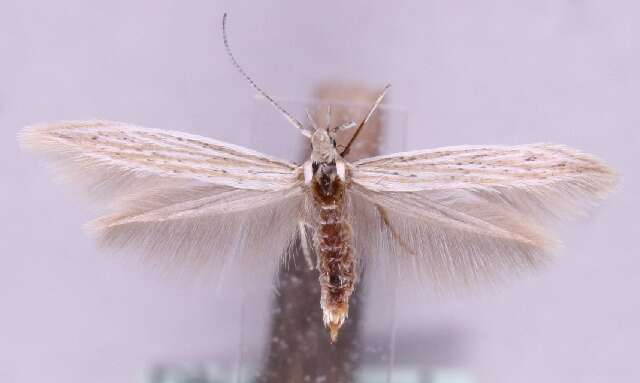 Image of Coleophora dianthi Herrich-Schäffer