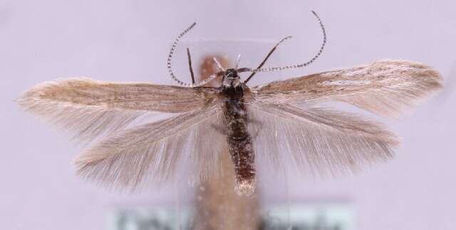 Image of Coleophora dianthi Herrich-Schäffer