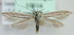 Coleophora amellivora Baldizzone 1979的圖片