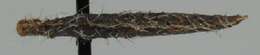 Image of Coleophora albitarsella Zeller 1849