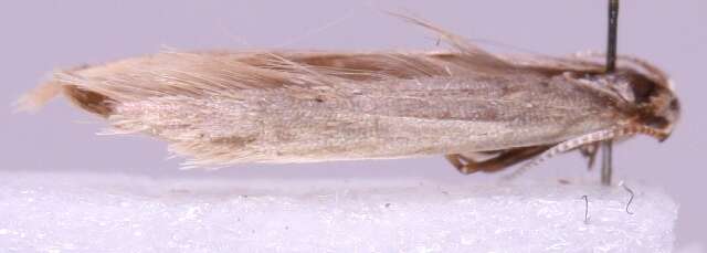 Image of Coleophora tamesis Waters 1929