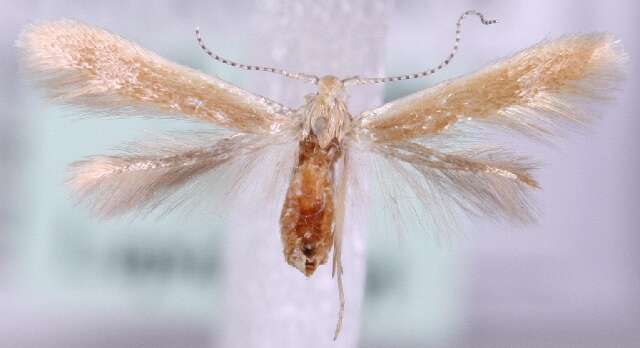 Coleophora trigeminella Fuchs 1881的圖片